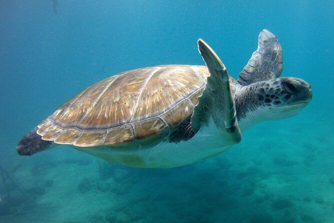 Snorkelling safari in a turtle area - Why this Tenerife turtle snorkeling safari feels different