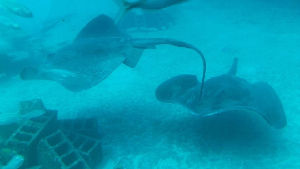 Southern Tenerife: 50-Minute Submarine Dive - Practical Tips: Motion, Ear Pressure, and Picking Your Side