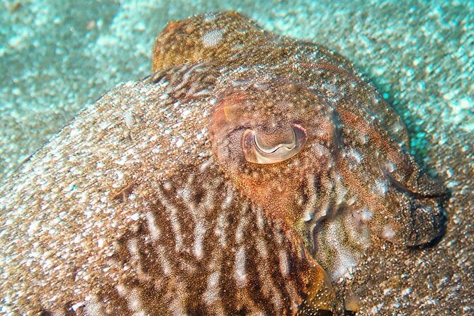 SSI basic diver In Tenerife - 2 Dives - SSI Basic Diver mini: Your First Skills Session (Breathing, Control, Confidence)