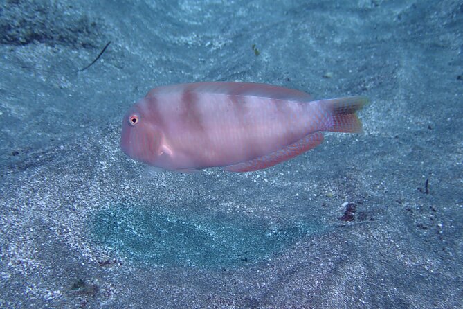 SSI basic diver In Tenerife - 2 Dives - Instructors Who Keep You Calm: Chris, Steph, Mariona, and Ismael