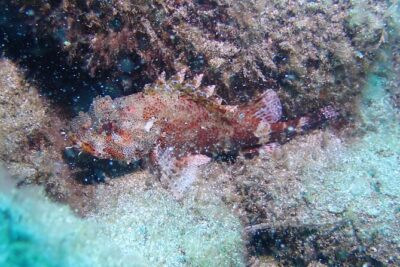 SSI basic diver In Tenerife - 2 Dives - The Second Underwater Session: 12m Maximum and Reef Exploration