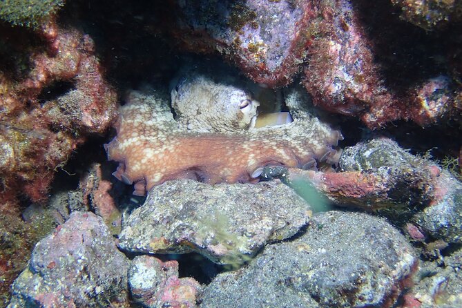SSI basic diver In Tenerife - 2 Dives - Where You Go: Local Spots and Why They Matter for Beginners