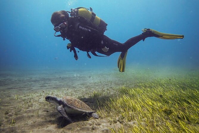 SSI Open Water, South Tenerife - Key things to know before you suit up