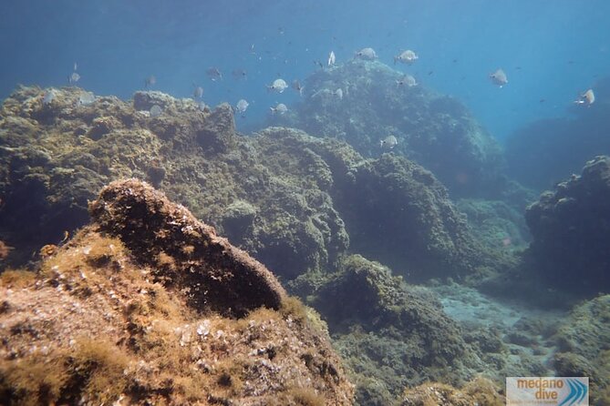 SSI Open Water, South Tenerife - Who should book this, and who should think twice