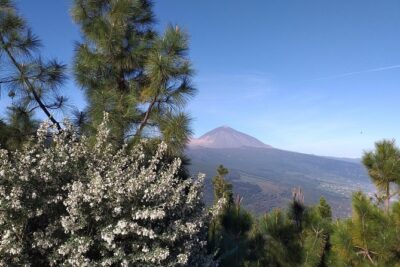 Teide essential Shore Excursion VIP TOUR - Stop 1 in La Laguna: Plaza del Adelantado and the old capital story