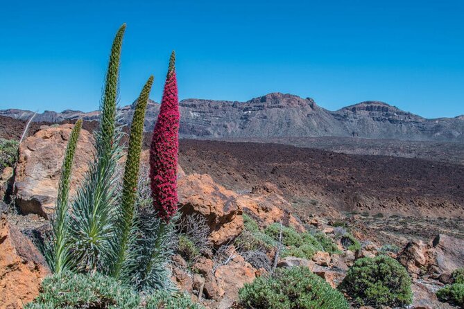 Teide National Park Full Experience with Professional Guide - Teide National Park panoramic time: where the guide’s timing matters