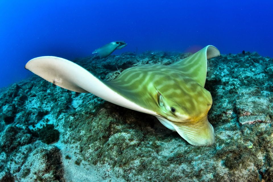Tenerife: 2-Dive Private Scuba Discovery Course - DSD certification and the 12-meter limit explained