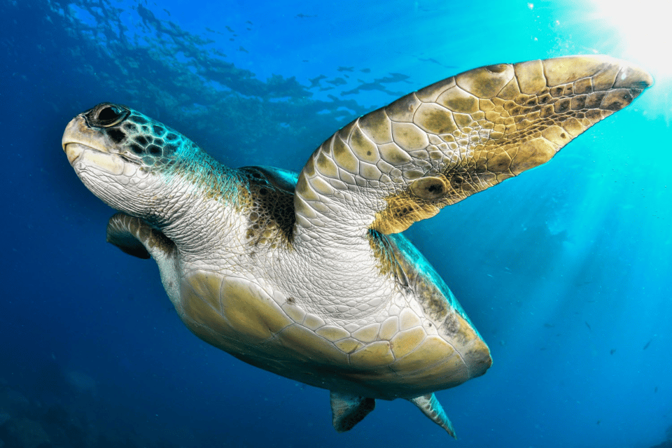 Tenerife: 2-Dive Private Scuba Discovery Course - Rules that protect you and the sea life