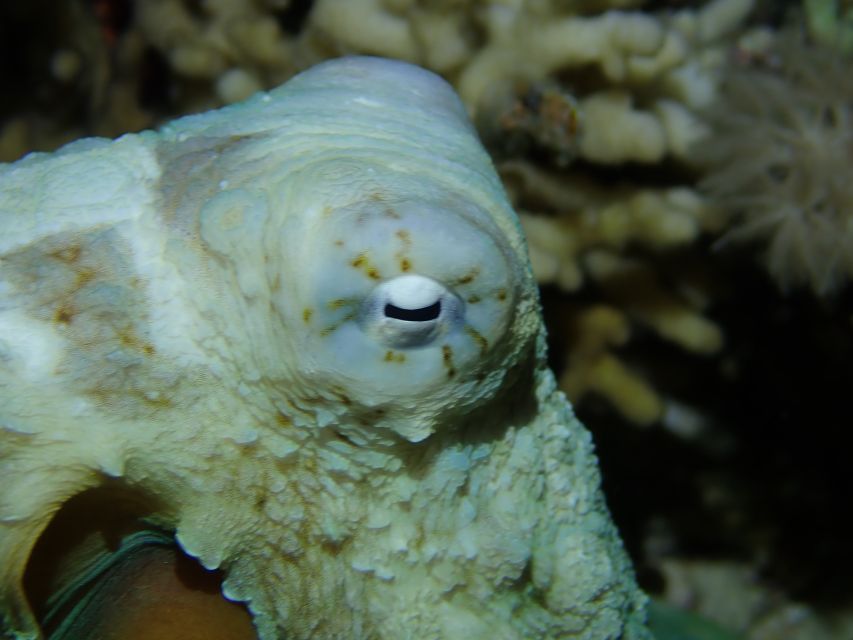 Tenerife: 2-Dive Private Scuba Discovery Course - The speedboat ride to the right underwater spot