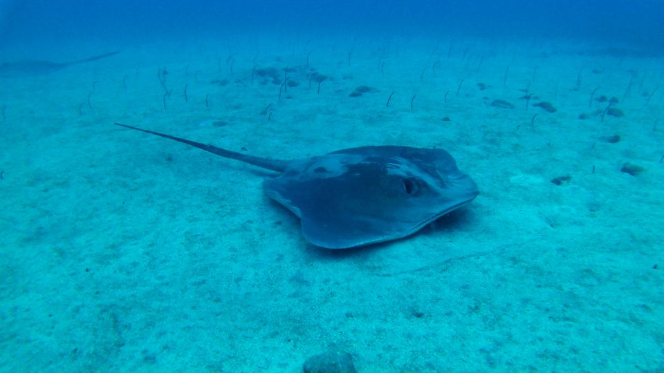 Tenerife: 2 Diving Sessions for Certified Divers - Who This Tenerife Day Trip Fits Best