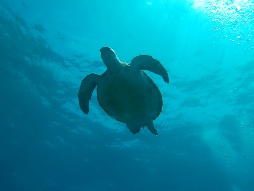 Tenerife: 2 Diving Sessions for Certified Divers - Two Underwater Sessions, One Focused 5-Hour Day