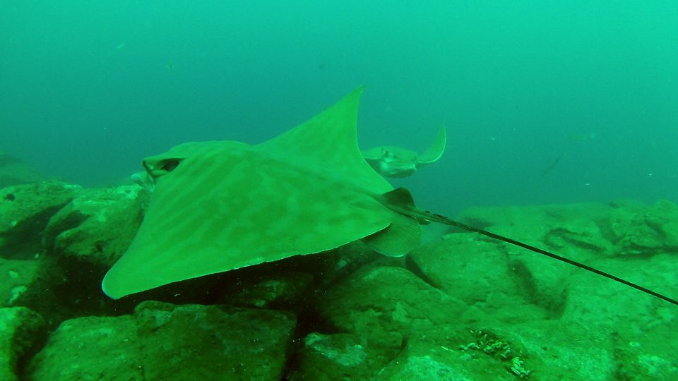 Tenerife: 2 Diving Sessions for Certified Divers - Where You’ll Dive Around Tenerife: Shore Starts and Volcanic Water