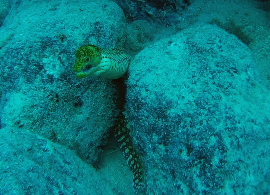 Tenerife: 2 Diving Sessions for Certified Divers - Marine Life You Can Expect: More Than Just Fish