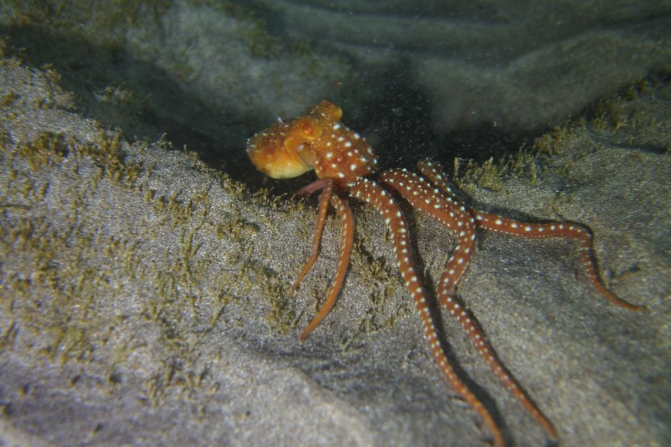 Tenerife: 2 Diving Sessions for Certified Divers - Instructor Support and Group Rhythm: Staying Comfortable