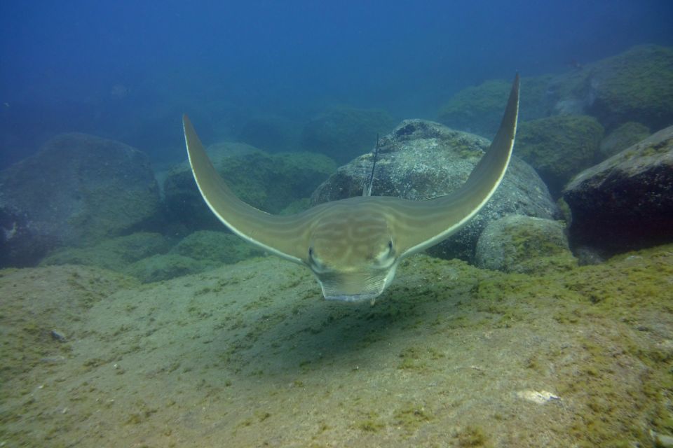 Tenerife: 2 Diving Sessions for Certified Divers - Picking the Right Pickup: Fees by Area