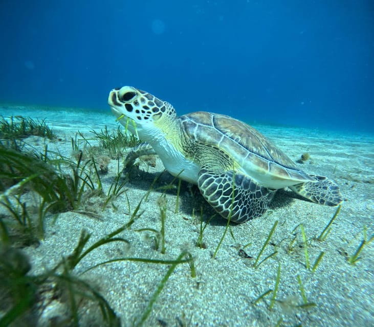 Tenerife: Abades Beach Beginner Diving Experience - Practical tips so you enjoy it more