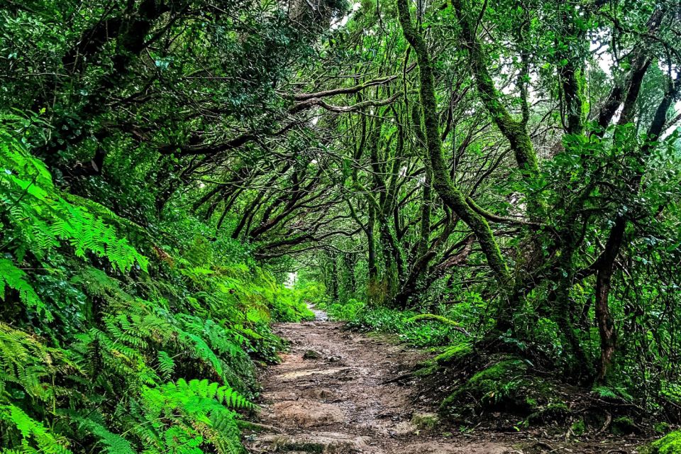 Tenerife: Anaga Rural Park Private Tour - A quick viewpoint stop that sets expectations for the day