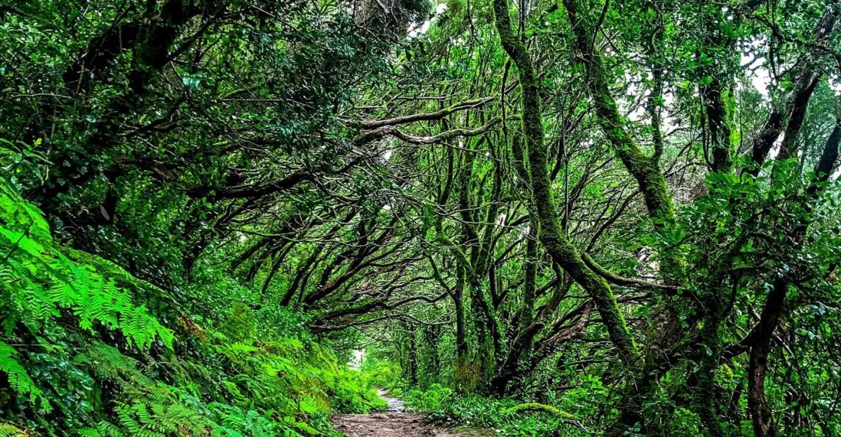 Tenerife: Anaga Rural Park Private Tour - Taganana: rural life on Tenerife’s north side