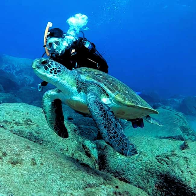 Tenerife: Beginners Scuba Dive Experience in Turtle Area - Where Costa Adeje starts: the Travel Sub meeting point by Puerto Colón