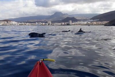 Tenerife by Kayak Adventure in small group - Kayak Academy Tenerife Stop: Getting Ready Quickly (and Correctly)