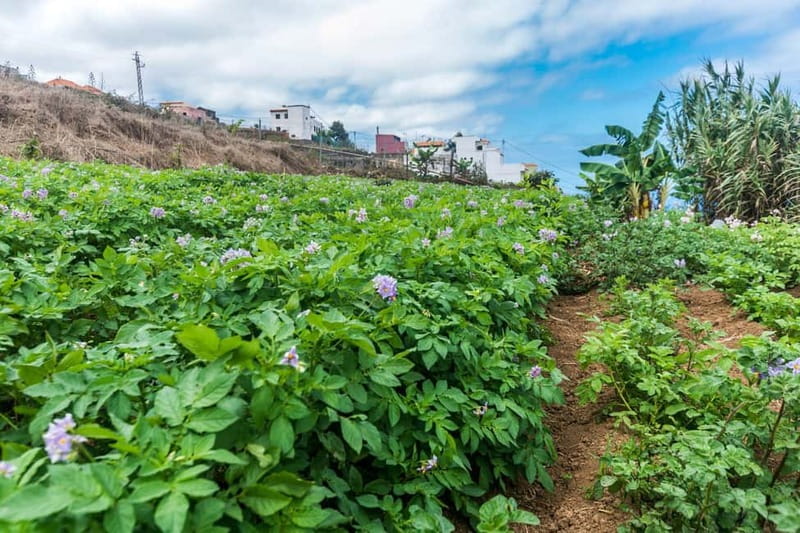Tenerife: Canary History and Color Potatoes - The Historic Camino Real: Walking Tenerife’s Old Route