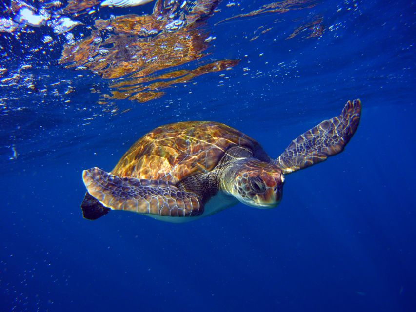 Tenerife: Discover Scuba Diving with Free Photos - How the $105 price makes sense for first-timers