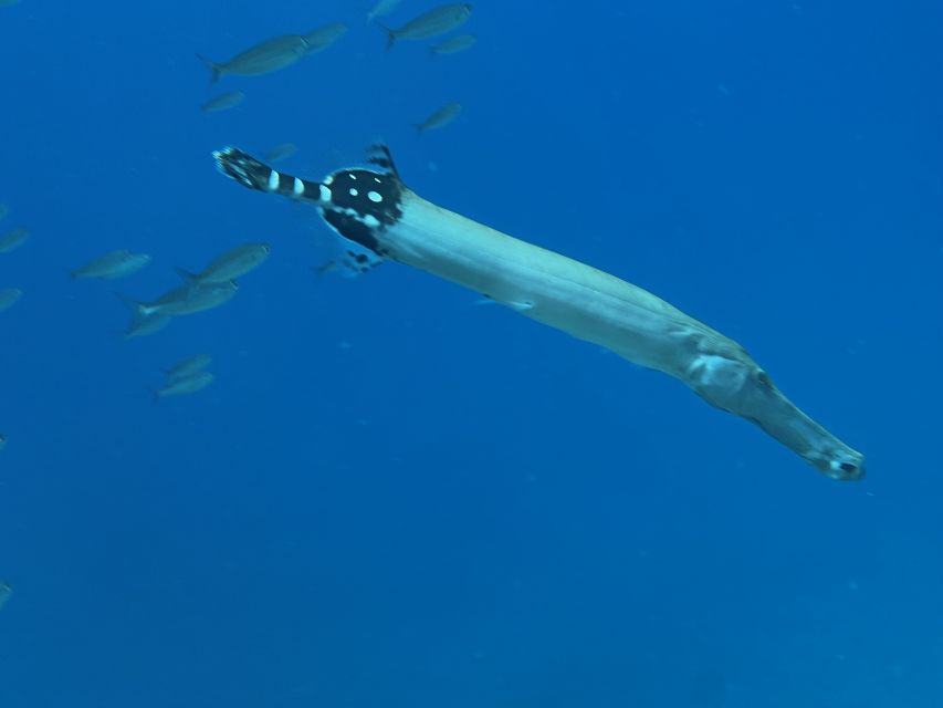 Tenerife : Diving License international in one day - Key things that make this one-day course work