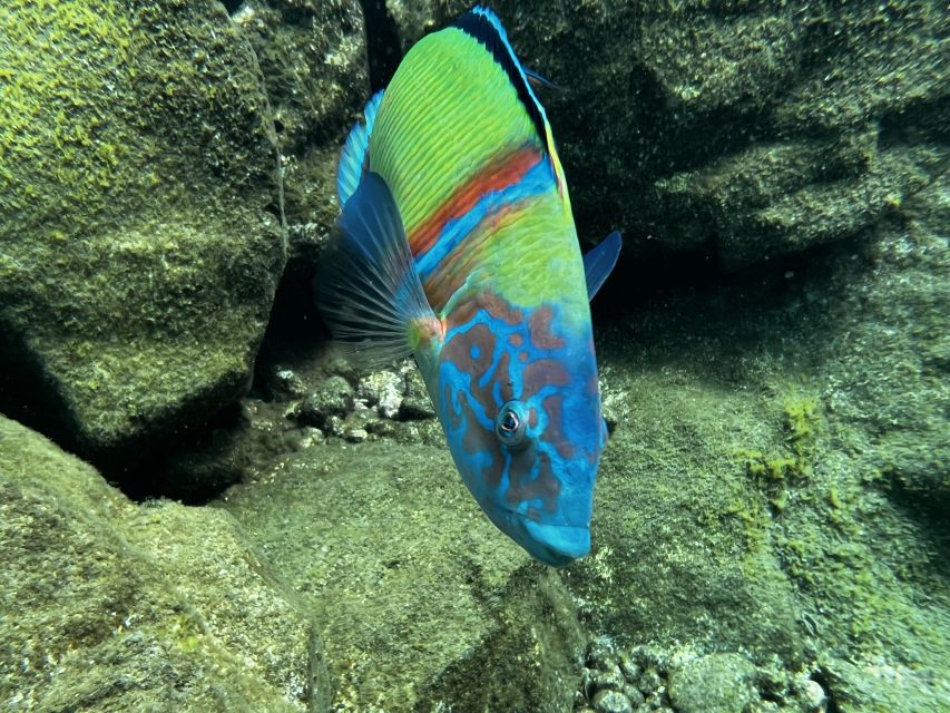 Tenerife : Diving License international in one day - Getting Your CMAS Scuba Diver License in Abades, Tenerife