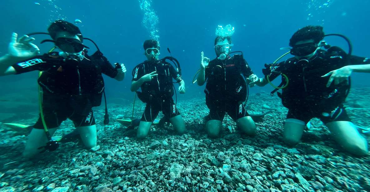 Tenerife : Diving License international in one day - Marine life you might meet: turtles, fish, starfish, reefs