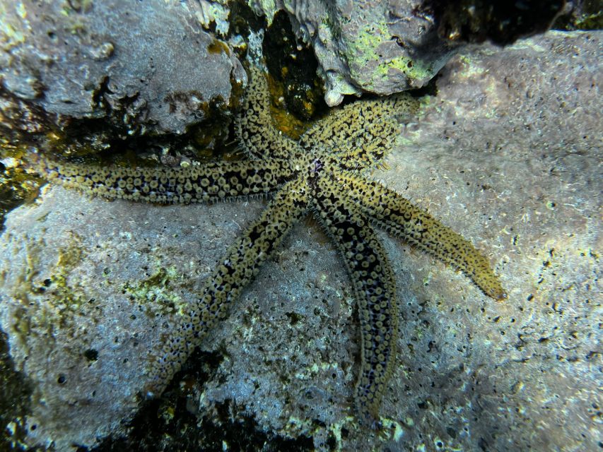 Tenerife : Diving License international in one day - Price and value: what $259 really covers