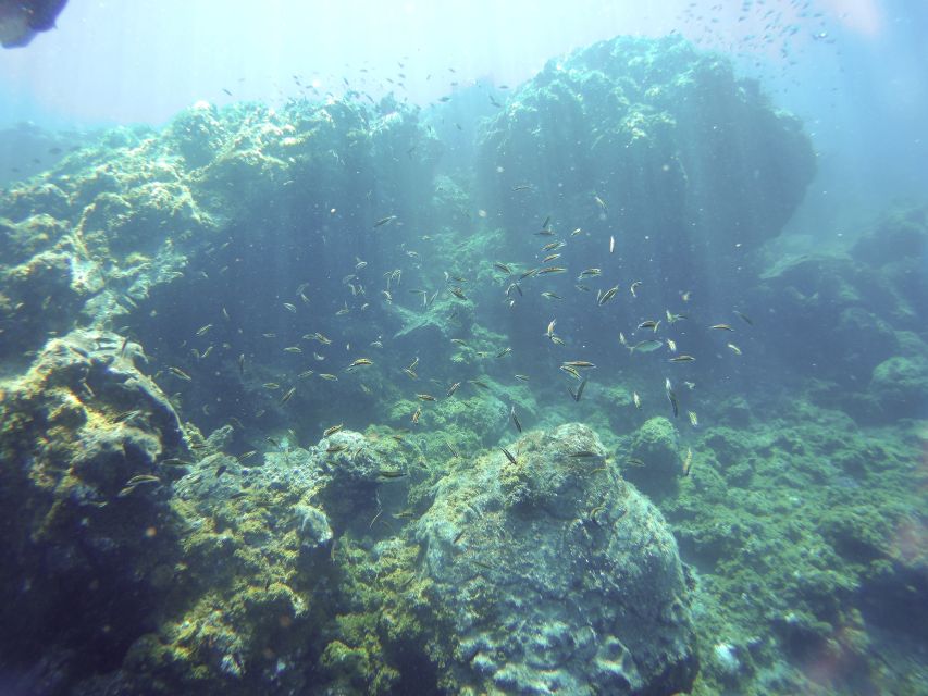 Tenerife Exclusive Snorkeling Trip with Marine Biologist - Why Tenerife’s marine biologist-guided snorkeling feels different