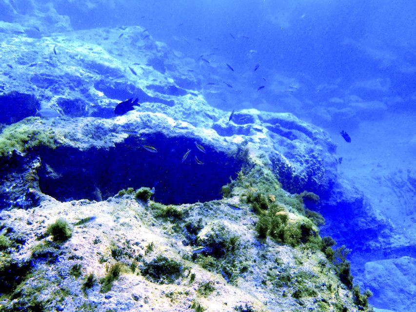 Tenerife Exclusive Snorkeling Trip with Marine Biologist - Getting your gear and staying comfortable under your mask
