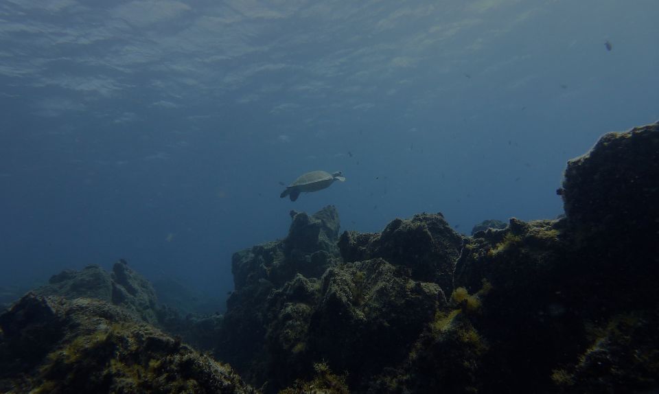 Tenerife Exclusive Snorkeling Trip with Marine Biologist - What snorkeling with a marine biologist actually adds