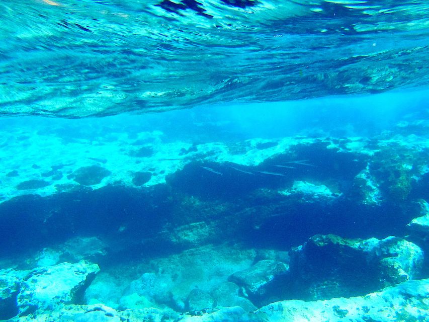 Tenerife Exclusive Snorkeling Trip with Marine Biologist - Where you meet in Golf del Sur and how the timing usually works