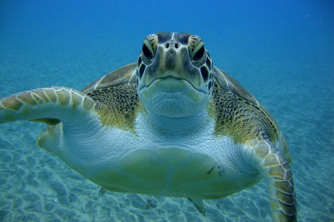 Tenerife First Time Scuba Dive – Turtle Habitat, Small Groups - Small Groups, One Instructor per Pair, and Names You’ll Hear During the Day