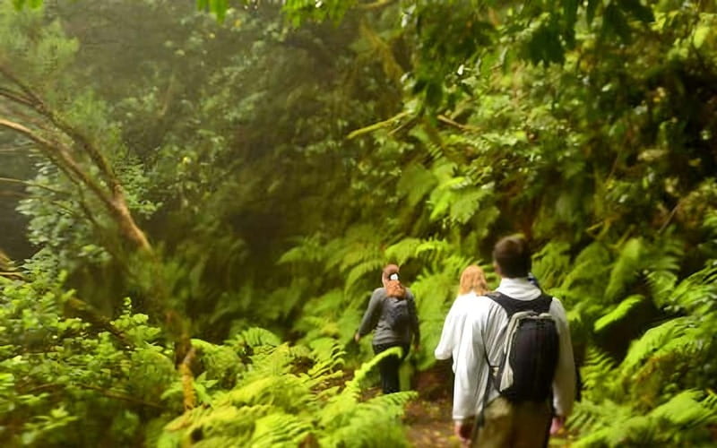 Tenerife: Guided tour guide in the Anaga Rural Park - Key things you’ll notice on this Anaga guided tour
