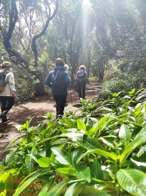 Tenerife: Guided tour guide in the Anaga Rural Park - Why Anaga’s laurel forest feels different (and worth the effort)