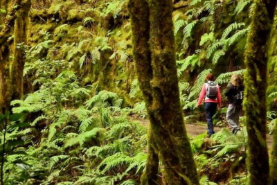 Tenerife: Guided tour guide in the Anaga Rural Park - Entering Bosque de los Enigmas: what the trail experience is really like