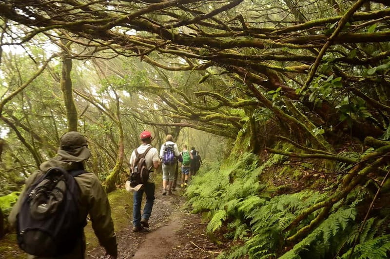 Tenerife: Guided tour guide in the Anaga Rural Park - Terrain and pacing: low difficulty, but don’t ignore the rough spots