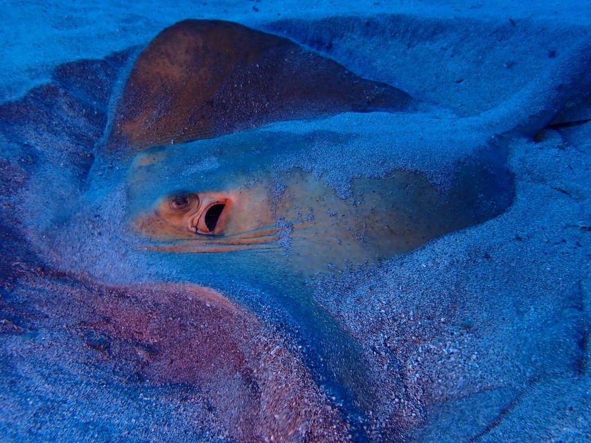 Tenerife: Half-Day Snorkeling Tour - Should you book this Tenerife snorkeling half-day?