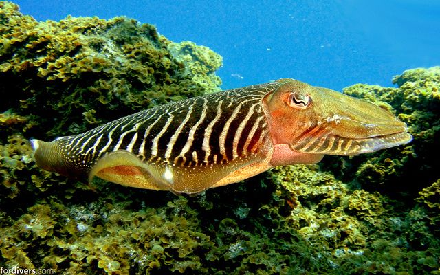 Tenerife: Half-Day Snorkeling Tour - Practical tips before you go (so the day stays easy)