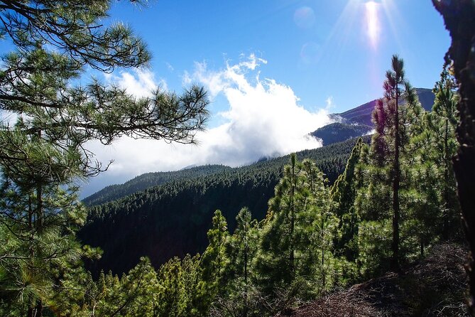 Tenerife Highlights VIP Custom Private Tour - photos included - Anaga Rural Park: laurel forest peace and a quieter kind of nature