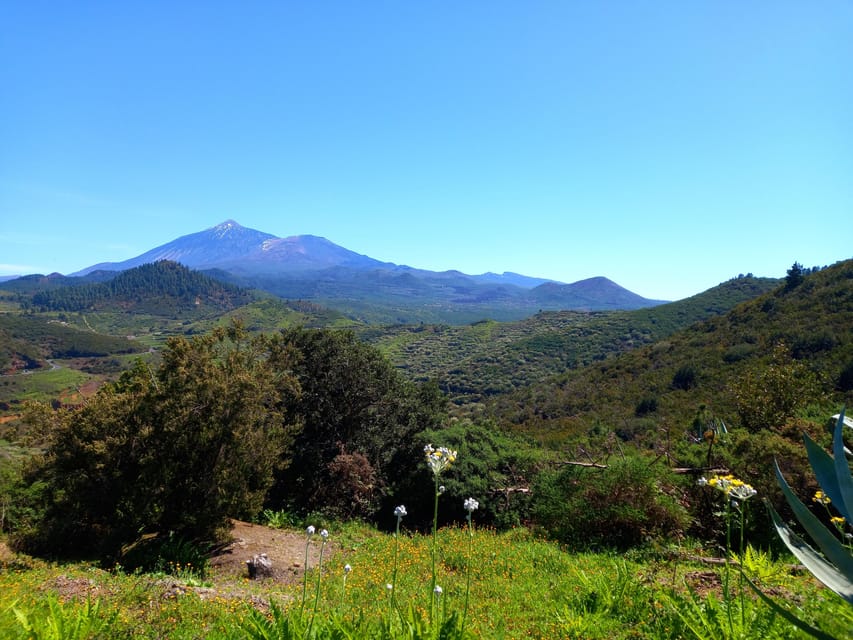 Tenerife: Hiking Above the Village of Masca - Price and value: $73 for guided views plus transfers