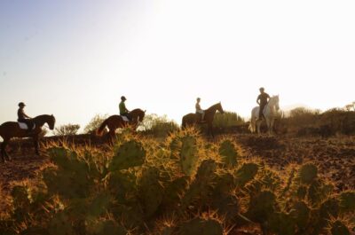 Tenerife: Horseback Ride with Instructor - The 1-Hour Ride: Mountains Up, Ocean Views Down