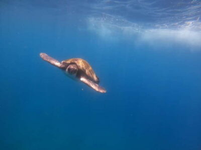 Tenerife: Kayak & Snorkel Tour with Snacks & Sea Life Safari - Meeting Mana Kayak and getting geared up fast