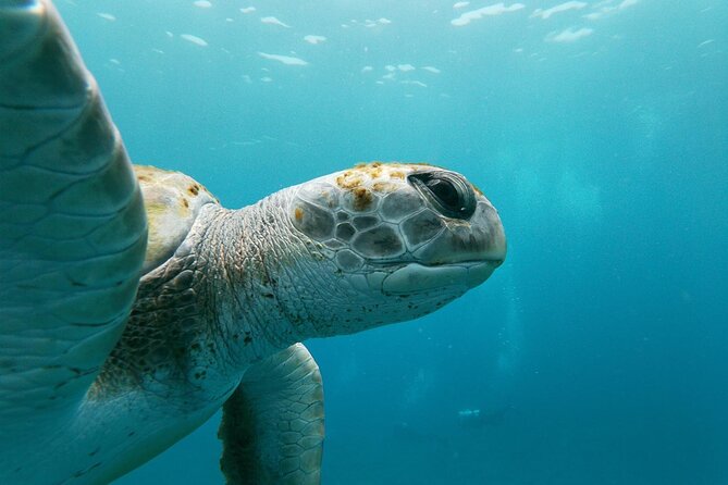 Tenerife Kayak Tour with Marine Wildlife Spotting and Snorkeling - Stop-by-stop: what Palm-Mar, Costa Adeje, and Adeje feel like on the water