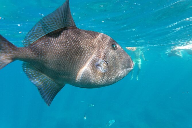 Tenerife Kayak Tour with Marine Wildlife Spotting and Snorkeling - Snorkeling on this trip: what to expect, and how to enjoy it anyway