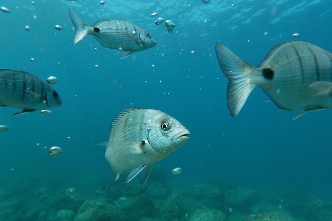 Tenerife Kayak Tour with Marine Wildlife Spotting and Snorkeling - Time on the water: the difference between kayaking and waiting
