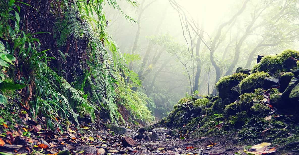 Tenerife: La Laguna & Anaga hike - Las Mercedes Laurel Forest Hike with a Flora-Focused Guide