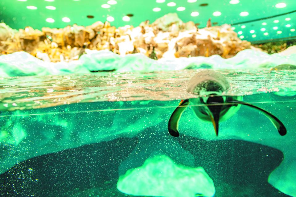 Tenerife: Loro Parque & Siam Park Entry Ticket with Transfer - Key Highlights at a Glance